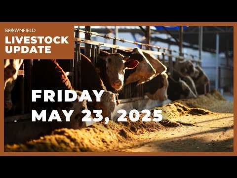 Cattle placements down 2.6% from last year | Weekly Livestock Market Update cover art