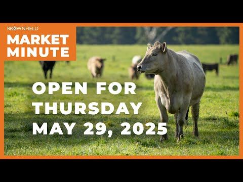 Cattle are higher Thursday morning | Opening Market Minute cover art