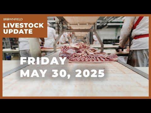 Beef cow slaughter drops 17% from last year | Weekly Livestock Market Update cover art