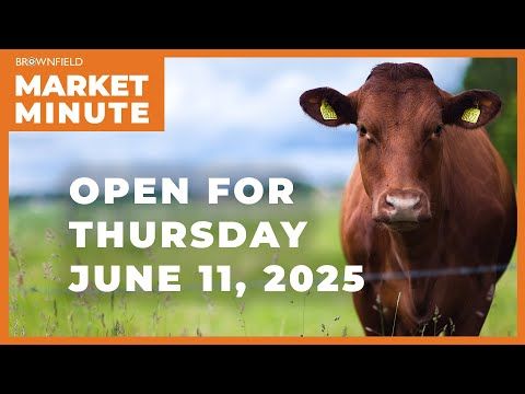 Cattle are lower Wednesday morning | Opening Market Minute cover art