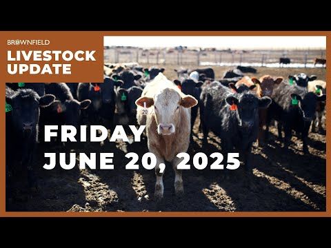 A big drop in cattle placements for May | Weekly Livestock Market Update cover art