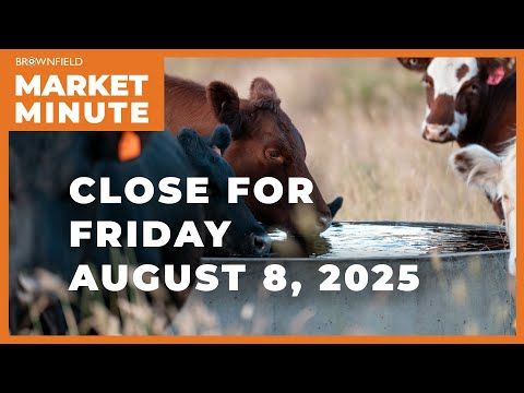 Cattle fell sharply Friday | Closing Market Minute cover art