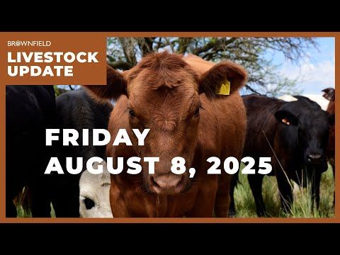 Fed steer price drops more than $6 this week | Weekly Livestock Market Update cover art