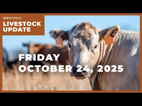 Feeder cattle futures drop nearly $20 this week | Weekly Livestock Market Update | October 24, 2025