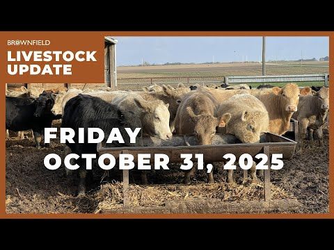 Feeder cattle futures down nearly $14 from last week | Weekly Livestock Market Update cover art