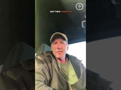 Kansas farmer says corn yields were disappointing due to disease pressure cover art