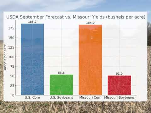 Good Soybean Yields in West-Central Missouri