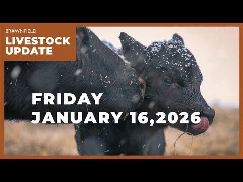 USDA raises cattle prices $12 for 2026 | Weekly Livestock Market Update cover art