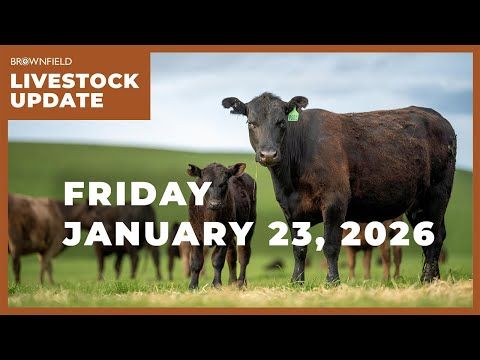 Cattle placements down 5% on the year | Weekly Livestock Market Update cover art