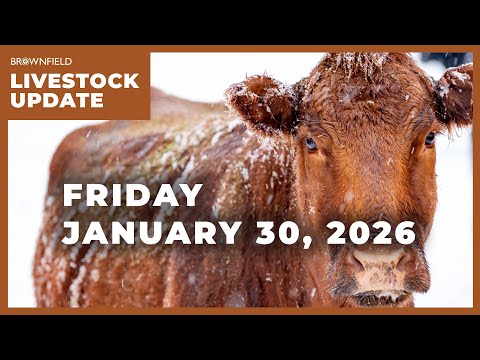Contraction continues in the cattle industry | Weekly Livestock Market Update