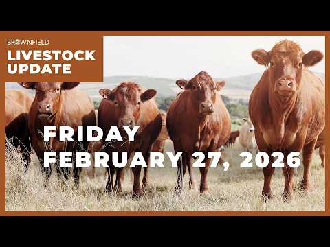 Cattle futures sharply lower this week | Weekly Livestock Market Update