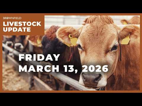 More volatility in the cattle markets | Weekly Livestock Market Update