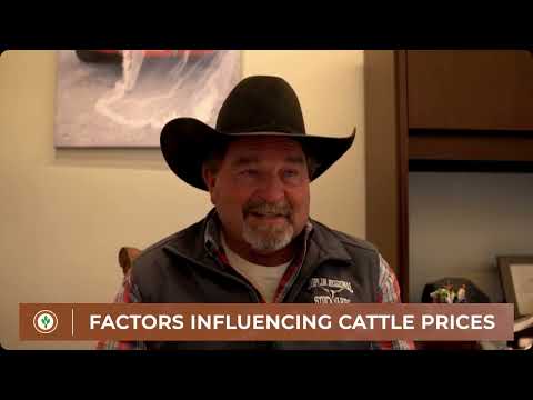 Factors influencing cattle prices