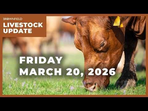 Placements up 4% in latest Cattle on Feed report | Weekly Livestock Market Update cover art