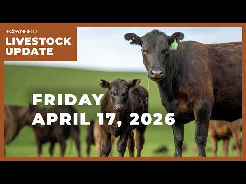 Placements drop 7% in latest Cattle on Feed report | Weekly Livestock Market Update