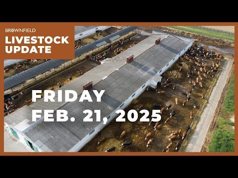 Cattle placements up almost 2% on the year | Weekly Livestock Market Update cover art